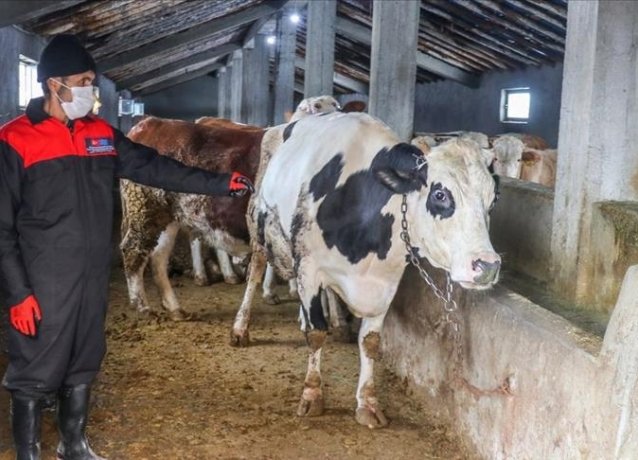Турция обучает беженцев сельскому хозяйству и животноводству