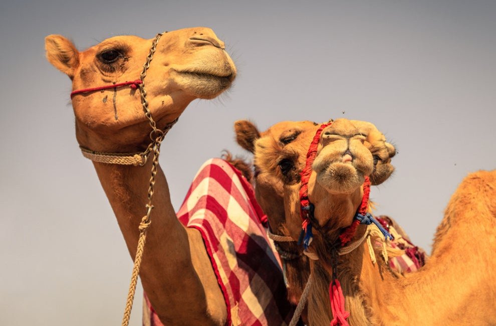 Кус-кус, верблюжьи бега, плетение Аль-Саду — в Списке нематериального культурного наследия ЮНЕСКО